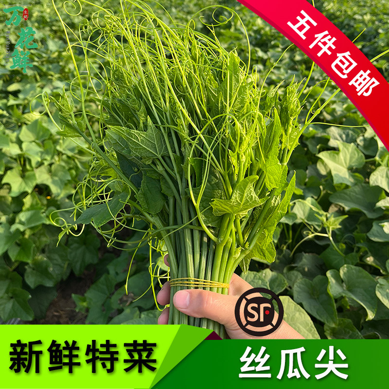 龙须菜丝瓜尖佛水瓜尖洋瓜