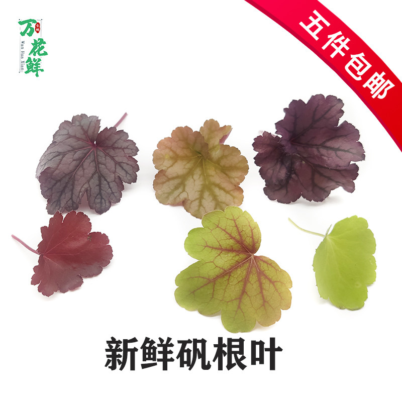 矾根叶新鲜珊瑚玲酒店摆盘装饰