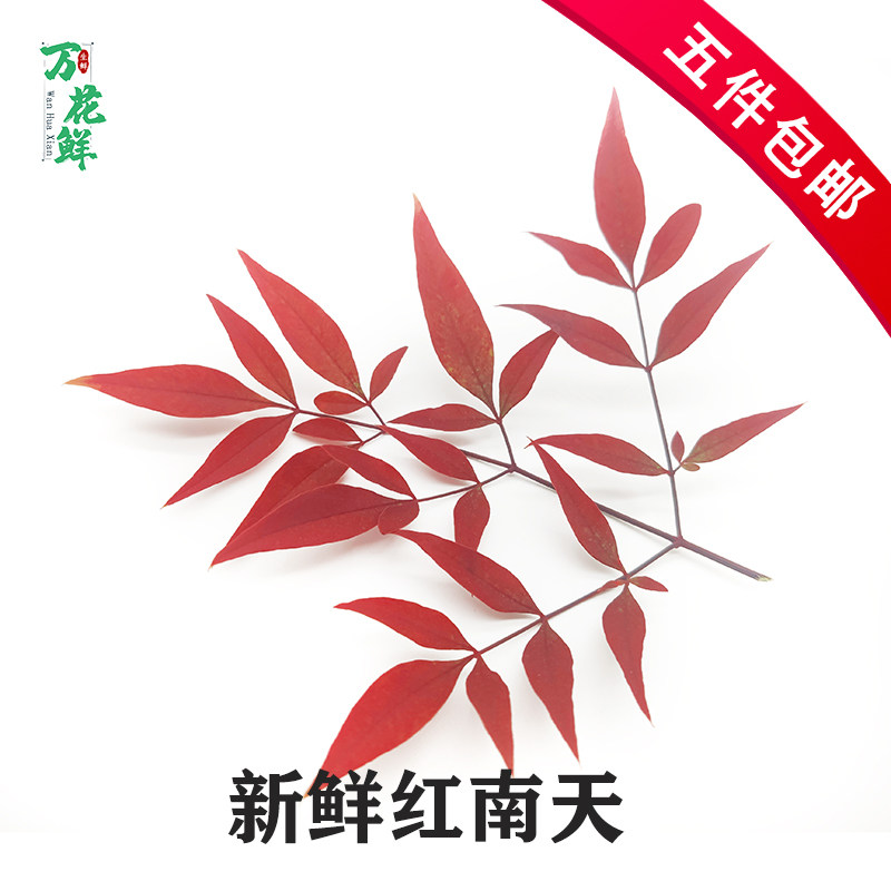 新鲜红南天南天竹叶非寿司日料