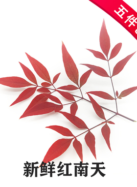 新鲜红南天 南天竹叶 20支 非枫叶日料寿司西餐酒店摆盘装饰花草