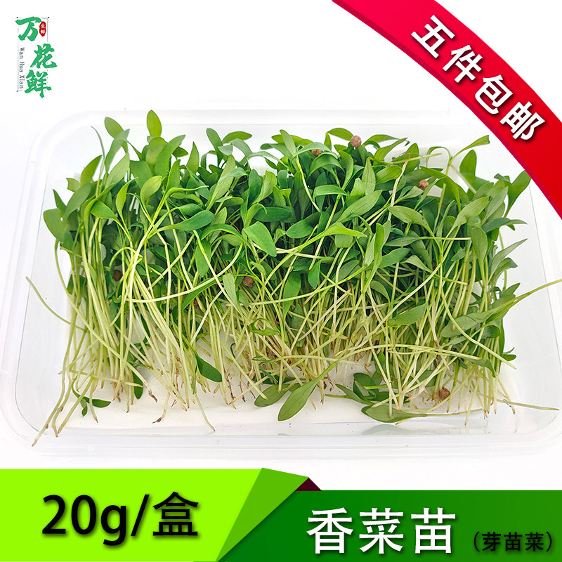 新鲜蔬菜可食用摆盘装饰