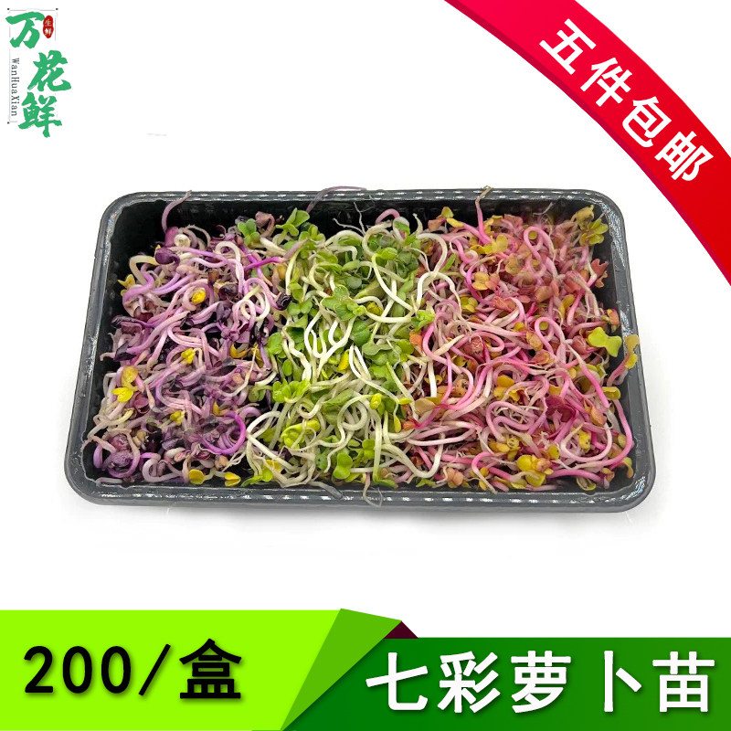 新鲜蔬菜七彩萝卜苗 翡翠萝卜芽 可食用芽苗菜200g西餐酒店冷菜
