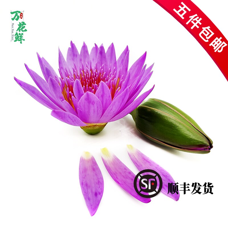 睡莲花瓣 新鲜莲花可食用花瓣 荷花 约100片/盒 酒店西餐摆盘装饰