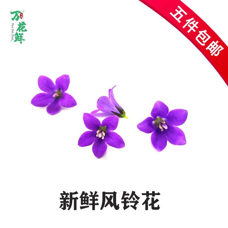 风铃花日料摆盘装饰点缀花草
