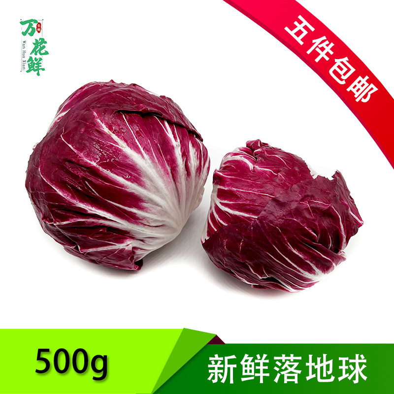 新鲜落地球生菜沙拉蔬菜红叶包菜500g 红菊苣西餐沙拉菜