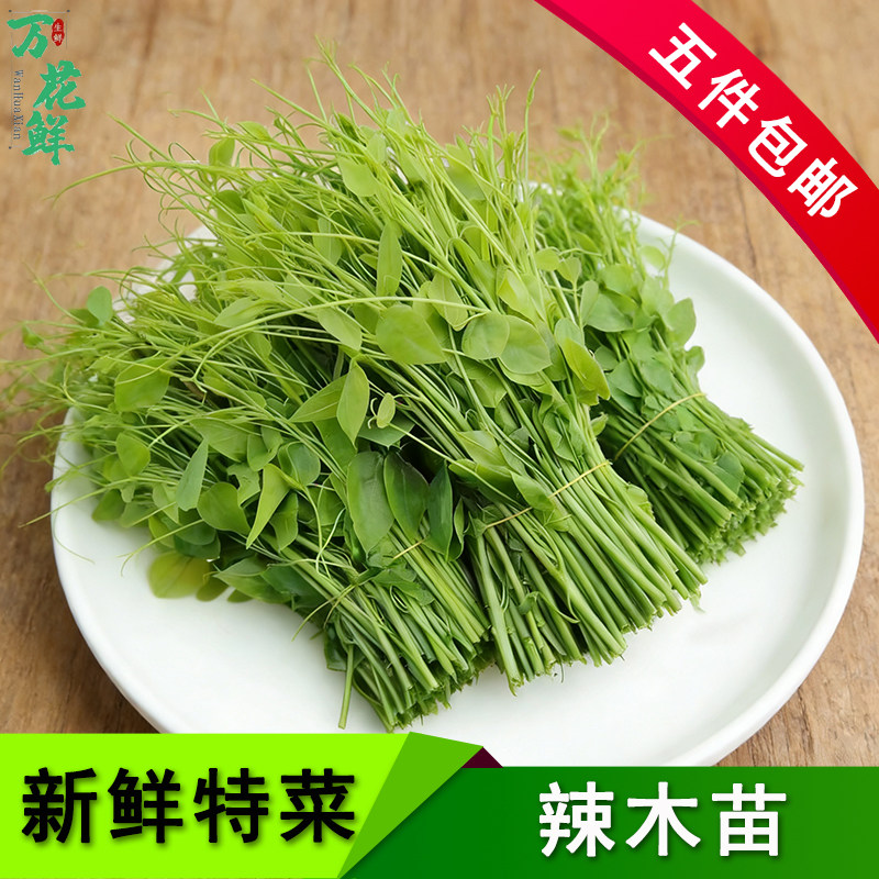 辣木苗姑娘菜赤苍藤餐饮酒店食材