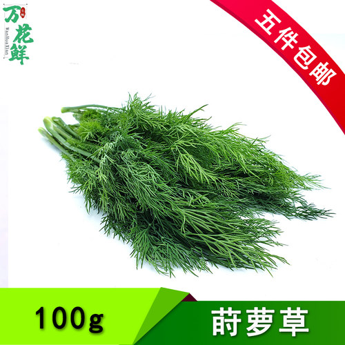 莳萝草食用香料新鲜蔬菜