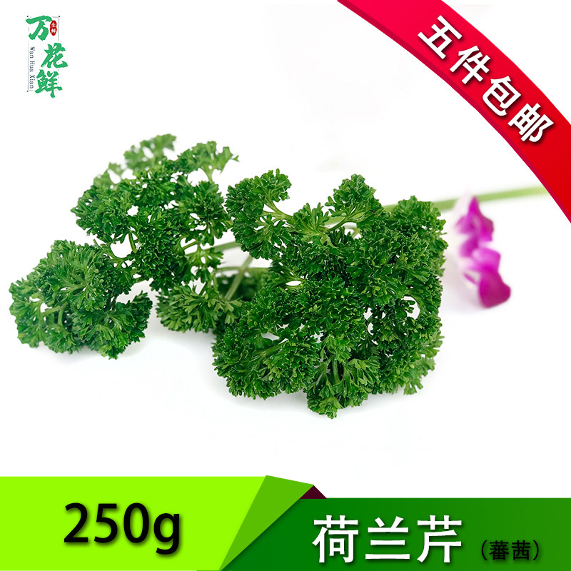 新鲜荷兰芹250g酒店饭店