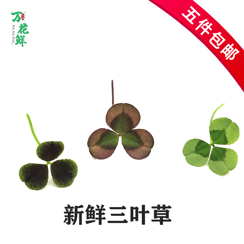 新鲜缤纷三叶草幸运草50片日料
