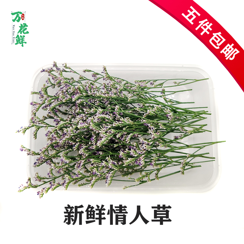 情人草 新鲜鲜花 盘饰花50支 西餐酒店装饰摆盘点缀