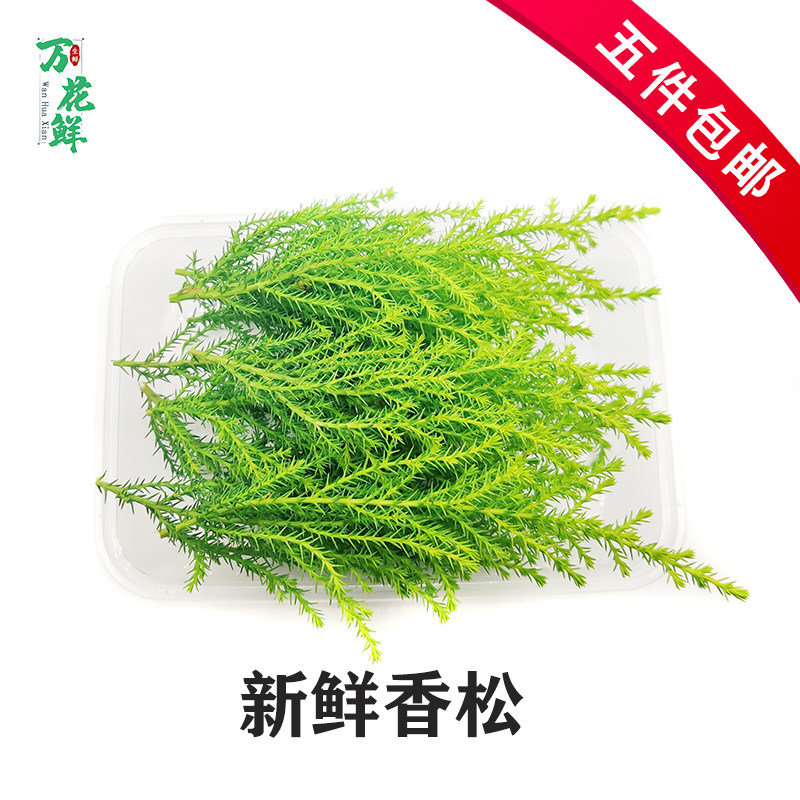 新鲜香松 金冠柏20片 冷艺鲜材摆盘装饰鲜草叶酒店饭店摆盘装饰