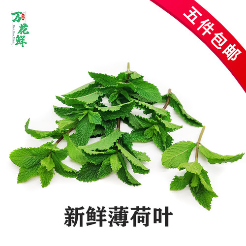 薄荷叶新鲜食用250g蔬菜奶茶店