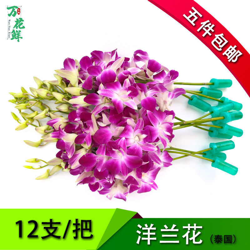 新鲜1把酒店摆盘婚庆装饰洋兰花