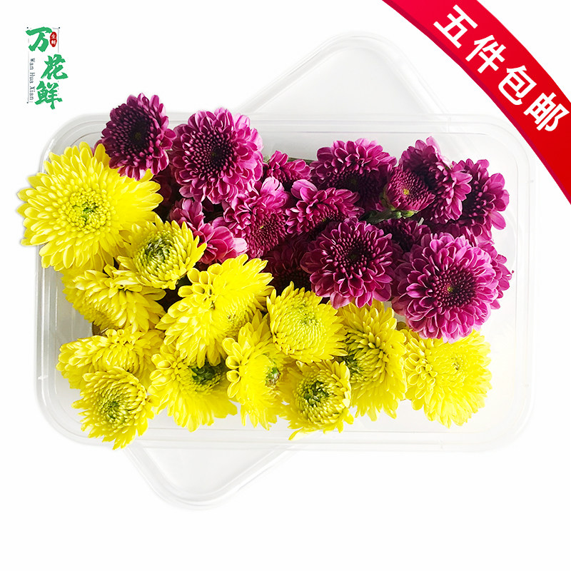 小雏菊新鲜小菊花双色彩菊黄色紫色鲜花20朵西餐酒店摆盘装饰点缀