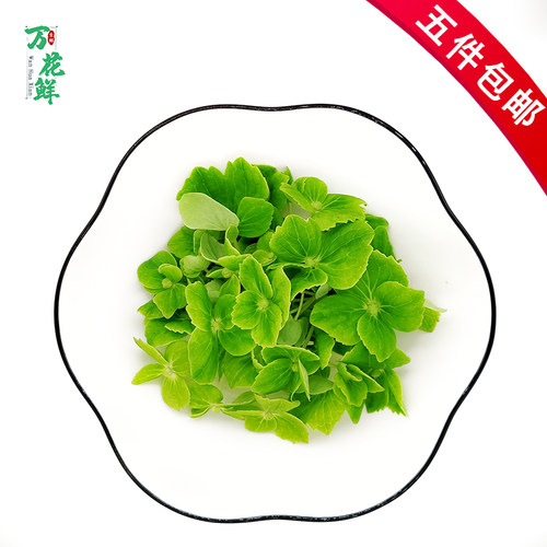 绿绣球新鲜翠绣球花花可食用日料