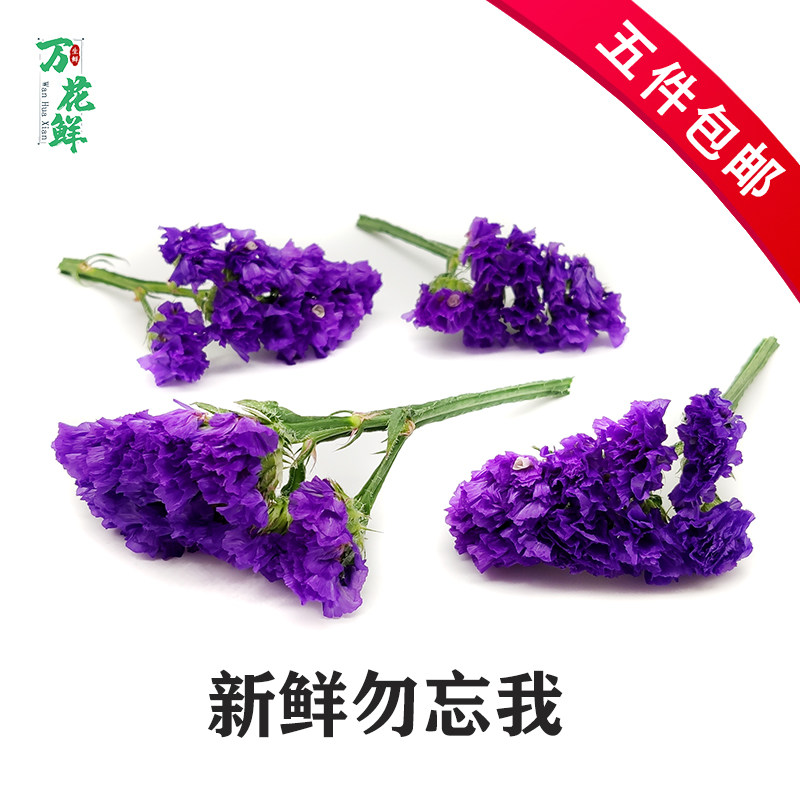 新鲜勿忘我10朵盒干花西餐日料