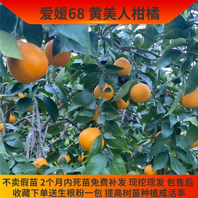 树苗黄美人柑橘苗新品种