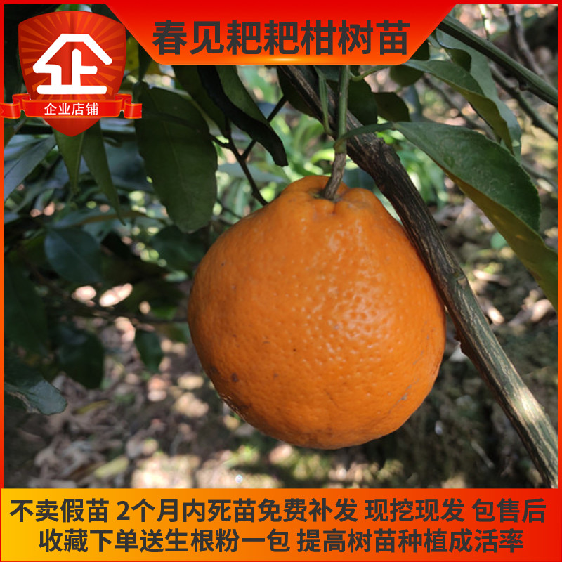 春见柑橘一年需要多少肥料(春见柑橘成熟时间)