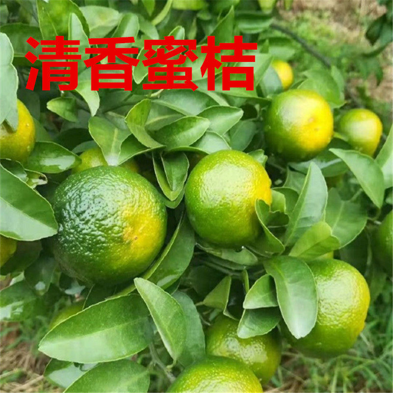 清香蜜橘 树苗湖南果树苗纯甜无酸现挖现卖基地直发橘子树苗