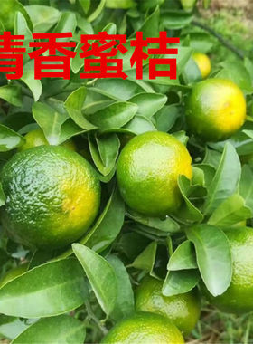 清香蜜橘 树苗湖南果树苗纯甜无酸现挖现卖基地直发橘子树苗