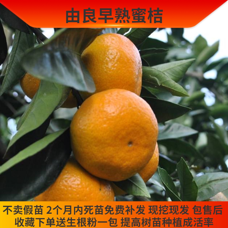 四季长绿高糖果肉化渣由良蜜桔