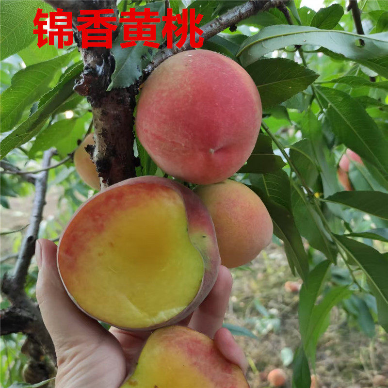 锦绣黄桃树苗嫁接桃树苗黄桃树苗南北方种植果肉脆甜香味浓郁