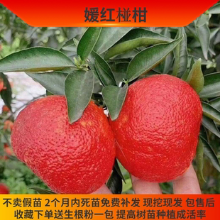 媛红椪柑苗椪柑树苗蜜桔苗温州蜜桔树苗南方种植盆栽水果蜜橘苗
