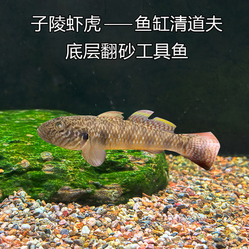 虾虎子陵吻虾虎李氏虾虎鱼淡冷水原生溪水小鱼观赏鱼水族底层鱼