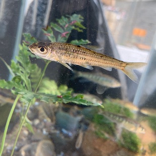 点纹银鮈鱼原生鱼淡水鱼冷水鱼观赏鱼中层鱼群游