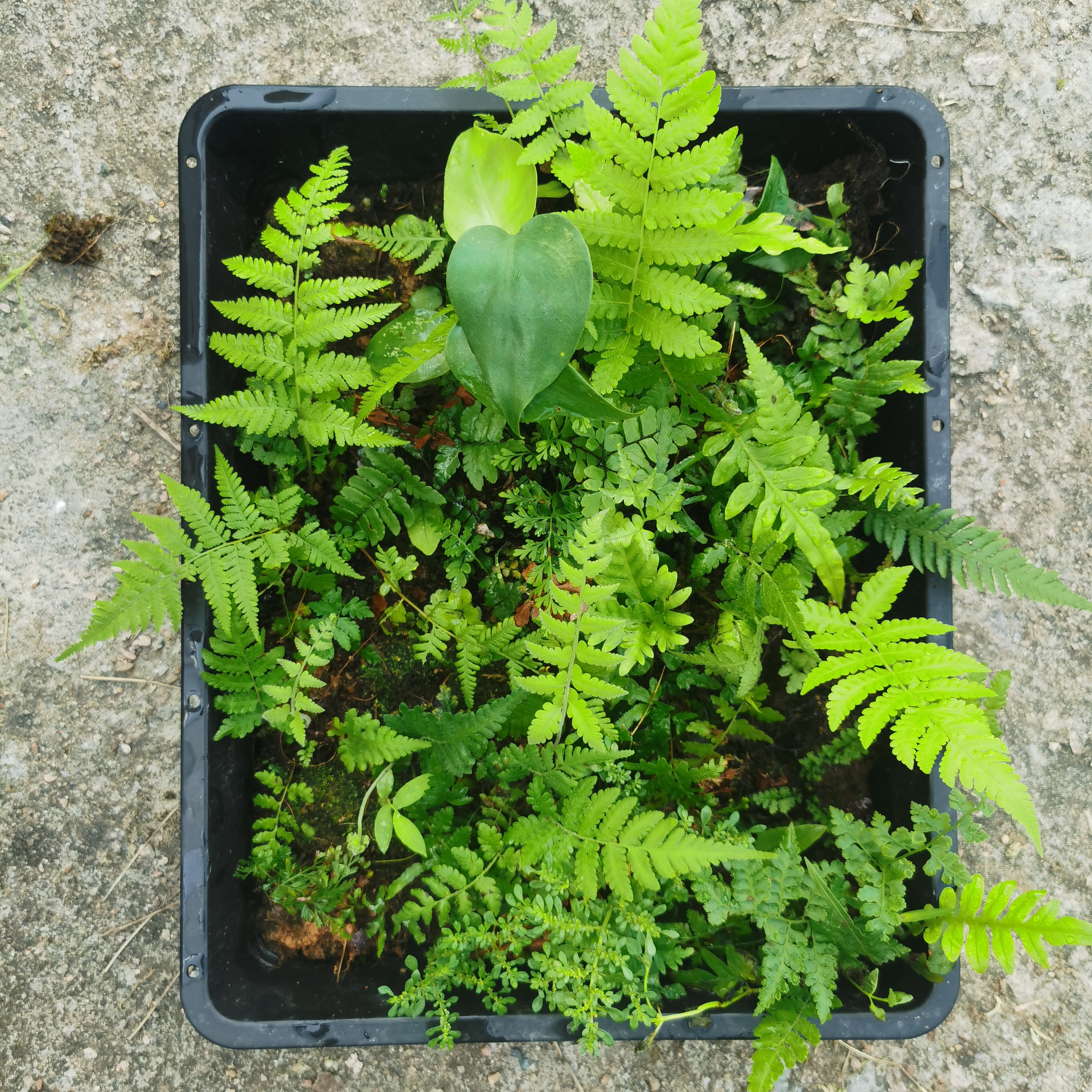 多种蕨类植物造景微景观diy套餐创意迷你小蕨生态瓶耐湿