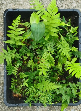 多种蕨类植物造景微景观diy套餐创意迷你小蕨生态瓶耐湿