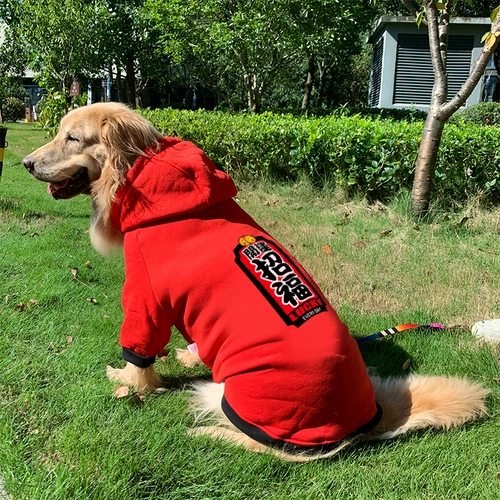 Золотой ретривер Big Dog Clothing Новый год осени и зимний латино -зимний Новый год.