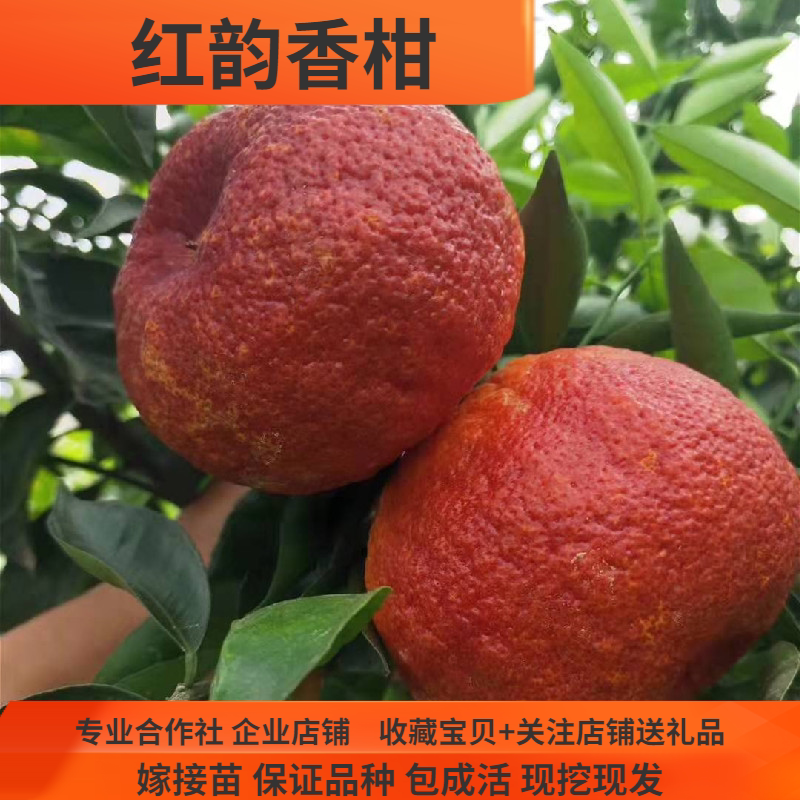 红韵香柑树苗红韵血柑桔苗橘子树苗蜜桔苗柑橘新品种树苗盆栽地
