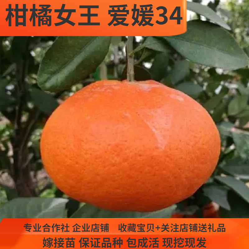 甘平树苗爱媛34号柑橘女王橘子树苗温州蜜桔苗柑橘新品种树苗盆栽