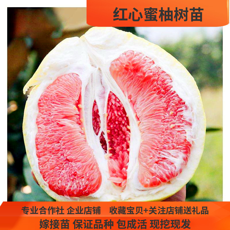正宗平和嫁接红心蜜柚苗 湖南果树苗柚子树苗 橘子树苗