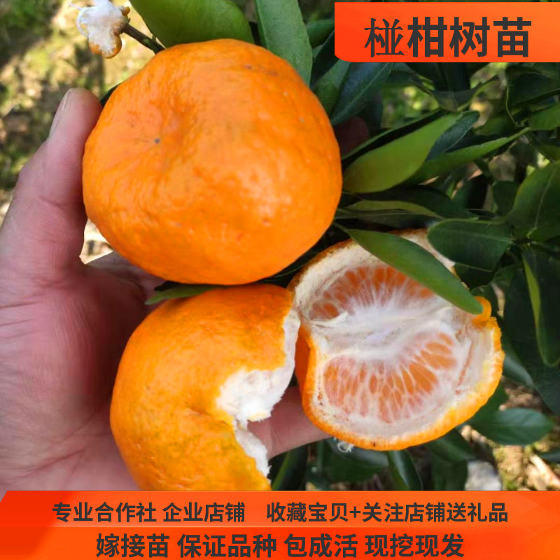 湖南嫁接芦柑桔子果树苗