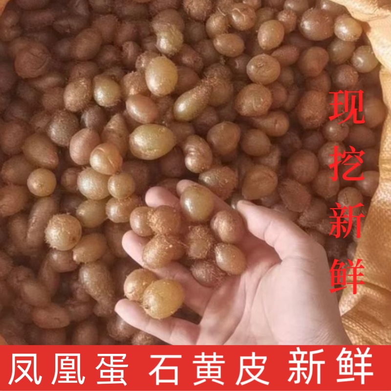 【野生石黄皮】新鲜肾蕨果 化狗儿 石枇杷 现挖精选包邮
