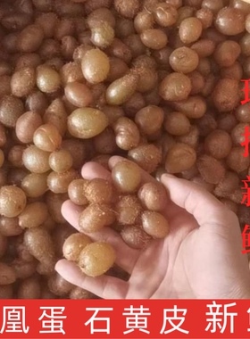 【野生石黄皮】新鲜肾蕨果 化狗儿 石枇杷 现挖精选包邮