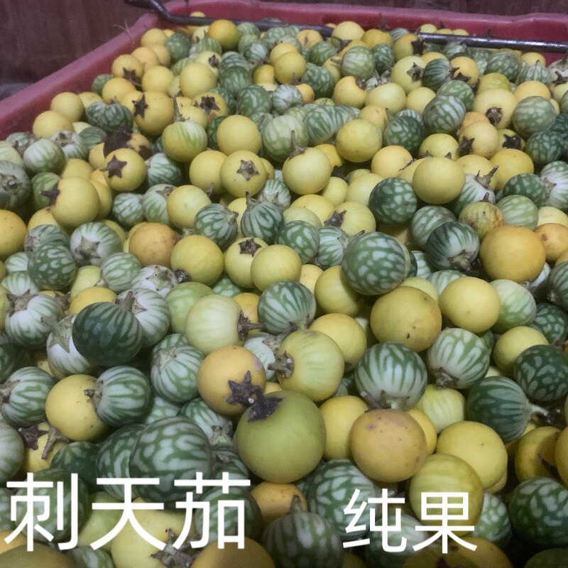 颠茄果实,流浸膏(第2页)_大山谷图库