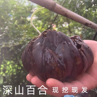 深山紫百合新鲜百合种苗 百合可种球 现挖发货