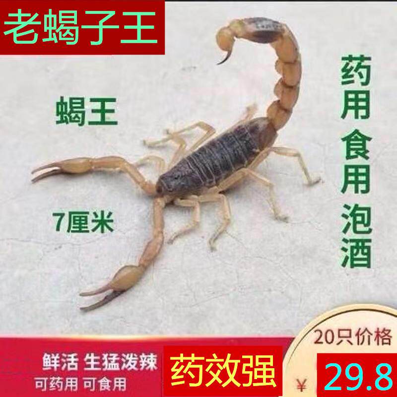 沂蒙全蝎泡酒食用活蝎子宠物十足山蝎王药用蝎子活体东亚钳蝎苗