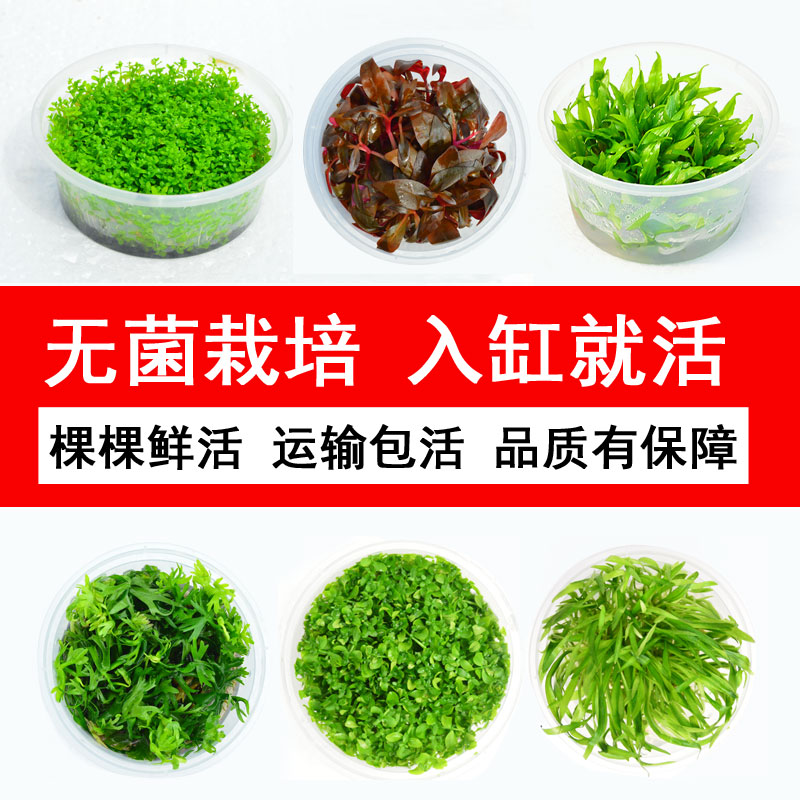 无菌杯水草造景鱼缸迷你矮地珍珠草牛毛血心兰泰国青椒草天胡荽