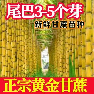 广西黑皮甘蔗苗种籽黄皮种子高产节3到6芽脆甜青皮甘蔗树苗甘蔗苗