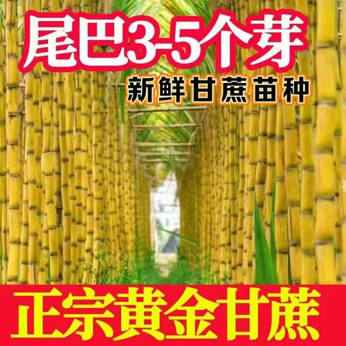 甘蔗苗四季种植种苗高产节3到6芽