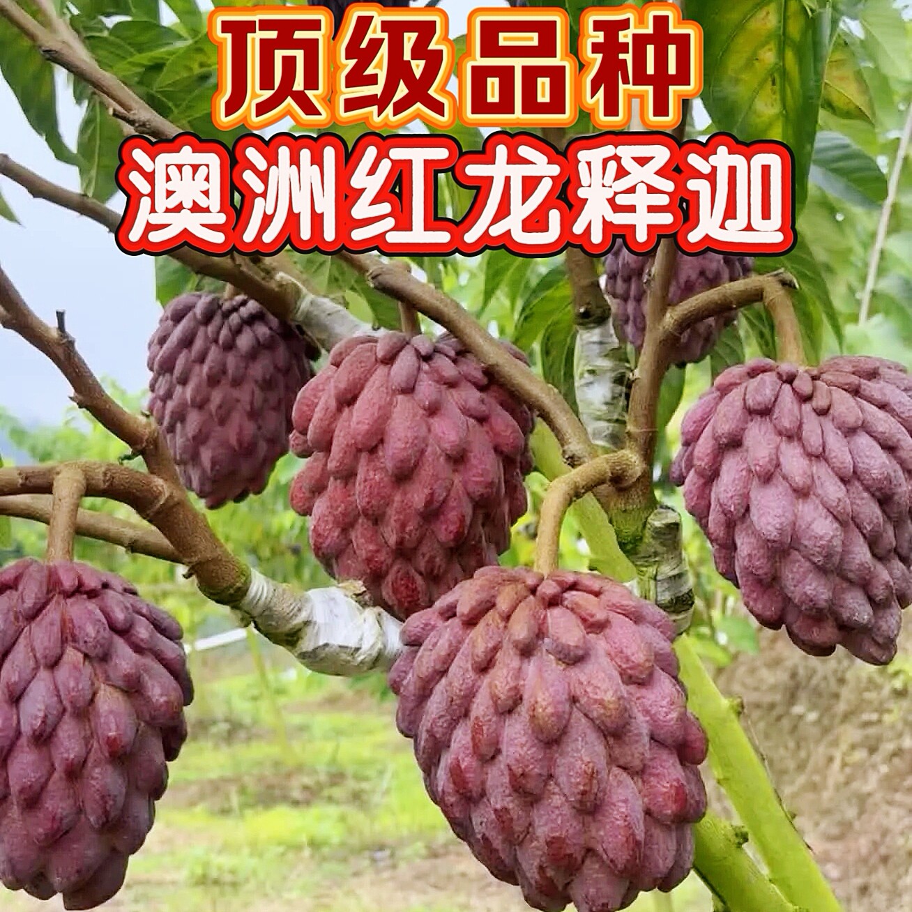 正品嫁接台湾凤梨释迦果苗榴莲释迦番荔枝果树苗南方庭院盆栽地栽