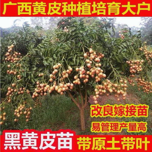 正宗鸡心黄皮树嫁接大苗南方种植
