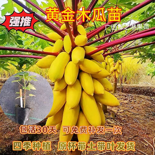 种植 木瓜苗树冰糖牛奶红肉木瓜大青水果黄金改良矮化木瓜苗树四季