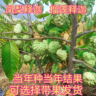 正品 嫁接台湾凤梨释迦果苗榴莲释迦番荔枝果树苗庭院种植当年结果