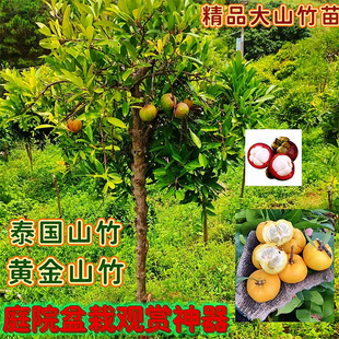 黄金山竹树苗带果嫁接水果树庭院盆栽地载南北方种植四季耐寒果苗