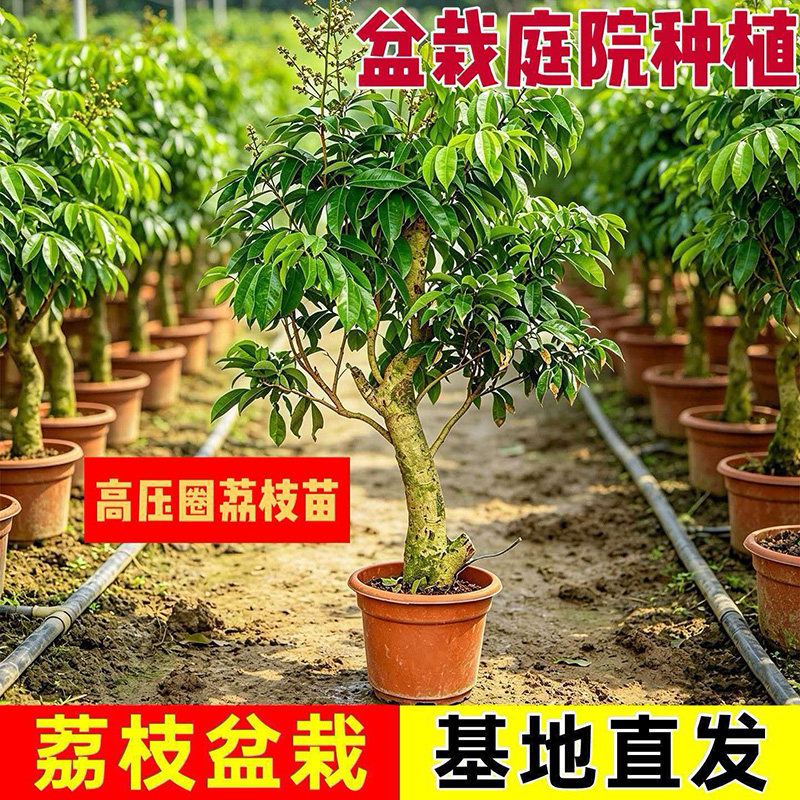 仙进奉荔枝苗树桩圈枝苗当年结果图片